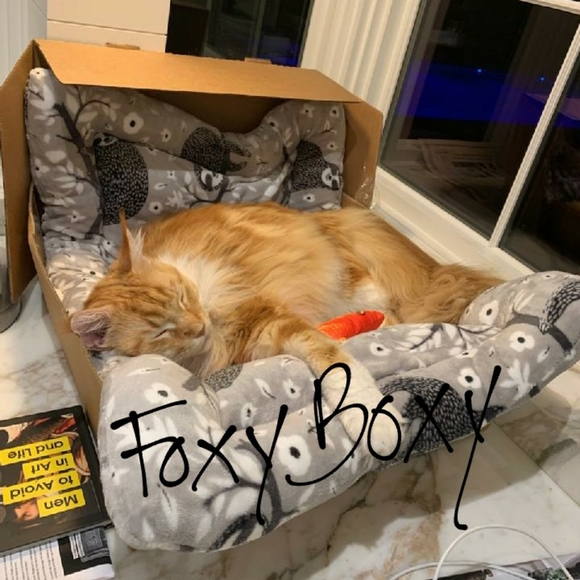 Naps are good! π¦ Foxy knows best π¦ - Picture 10 of 16